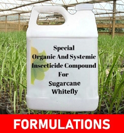 Formulations And Production Process of Organic And Systemic Insecticide Compound For Sugarcane Whitefly