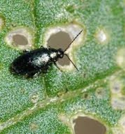 Formulations And Production Process of Organic And Systemic Insecticide Compound For Flea Beetles on Tomato Plants