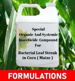 Formulations And Production Process of Organic And Systemic Fungicide Compound For Bacterial Leaf Streak in Corn ( Maize )