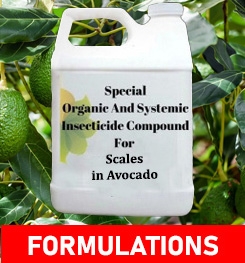 Formulations And Production Process of Organic And Systemic Insecticide Compound For Scales in Avocado