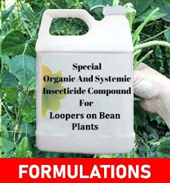 Formulations And Production Process of Organic And Systemic Insecticide Compound For Loopers  on Bean Plants