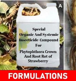 Formulations And Production Process of Organic And Systemic Fungicide Compound For Phytophthora Crown And Root Rot of Strawberry