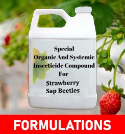 Formulations And Production Process of Organic And Systemic Insecticide Compound For Strawberry Sap Beetles