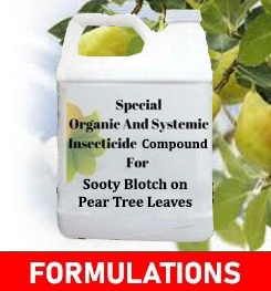 Formulations And Production Process of Organic And Systemic Fungicide Compound For Sooty Blotch on Pear Tree Leaves