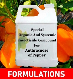 Formulations And Production Process of Organic And Systemic Fungicide Compound For Anthracnose of Pepper