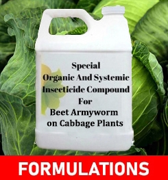 Formulations And Production Process of Organic And Systemic Insecticide Compound For Beet Armyworm on Cabbage Plants