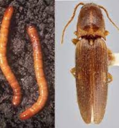 Formulations And Production Process of Organic And Systemic Insecticide Compound For Wireworms on Tomato Plants