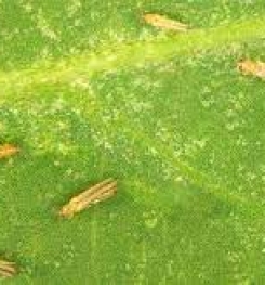 Formulations And Production Process of Organic And Systemic Insecticide Compound For Thrips on Cucumber Plants