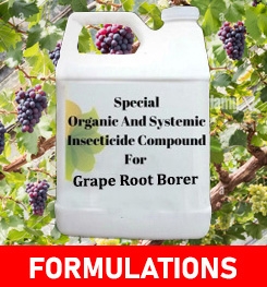 Formulations And Production Process of Organic And Systemic Insecticide Compound For Grape Root Borer