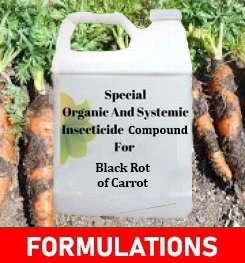 Formulations And Production Process of Organic And Systemic Fungicide Compound For Black Rot of Carrot