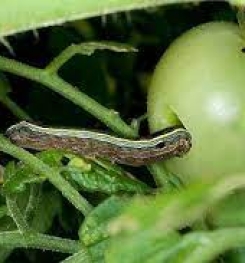 Formulations And Production Process of Organic And Systemic Insecticide Compound For Armyworms on Tomato Plants