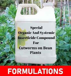 Production Process of Organic And Systemic Insecticide Compound For Cutworms on Bean Plants