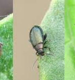 Formulations And Production Process of Organic And Systemic Insecticide Compound For Flea Beetles on Cucumber Plants