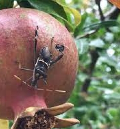 Formulations And Production Process of Organic And Systemic Insecticide Compound For Leaf-footed Plant Bugs on Pomegranate