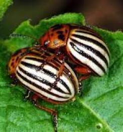 Formulations And Production Process of Organic And Systemic Insecticide Compound For Colorado Potato Beetle on Tomato Plants