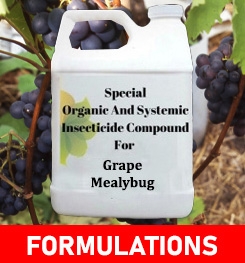 Formulations And Production Process of Organic And Systemic Insecticide Compound For Grape Mealybug