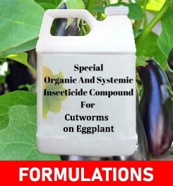 Formulations And Production Process of Organic And Systemic Insecticide Compound For Cutworms on Eggplant