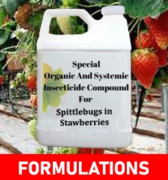 Formulations And Production Process of Organic And Systemic Insecticide Compound For Spittlebugs in Stawberries