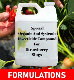 Formulations And Production Process of Organic And Systemic Insecticide Compound For Strawberry Slugs