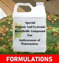 Formulations And Production Process of Organic And Systemic Fungucide Compound For Anthracnose of Watermelon