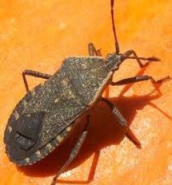 Formulations and production process of Squash Bugs on Cucumber Plants