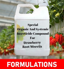 Formulations And Production Process of Organic And Systemic Insecticide Compound For Strawberry Root Weevils