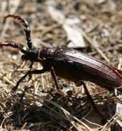 Formulations And Production Process of Organic And Systemic Insecticide Compound For California Prionus Beetles