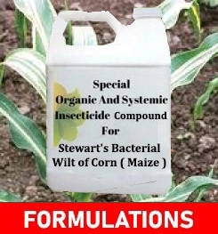 Formulations And Production Process of Organic And Systemic Fungicide Compound For Stewart's Bacterial Wilt of Corn ( Maize )