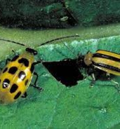 Formulations And Production Process of Organic And Systemic Insecticide Compound For Cucumber Beetles