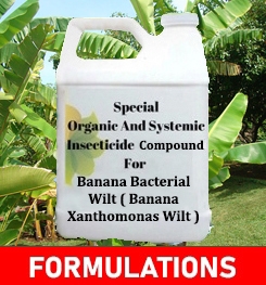 Formulations And Production Process of Organic And Systemic Fungicide Compound For Banana Bacterial Wilt ( Banana Xanthomonas Wilt )