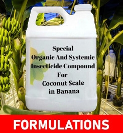 Formulations And Production Process of Organic And Systemic Insecticide Compound For Coconut Scale in Banana