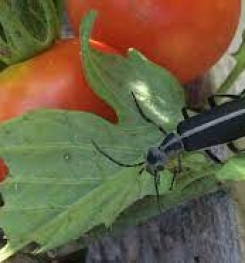 Formulations And Production Process of Organic And Systemic Insecticide Compound For Blister Beetles on Tomato Plants