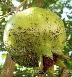 Formulations And Production Process of Organic And Systemic Insecticide Compound For Pomegranate Aphids