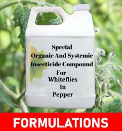 Formulations And Production Process of Organic And Systemic Insecticide Compound For Whiteflies In Pepper