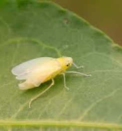 Formulations And Production Process of Organic And Systemic Insecticide Compound For Beet Leafhopper on tomato Plants