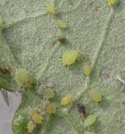 Formulations And Production Process of Organic And Systemic Insecticide Compound For Aphids on Cucumber Plants