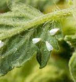 Formulations And Production Process of Organic And Systemic Insecticide Compound For Whitefly on Tomato