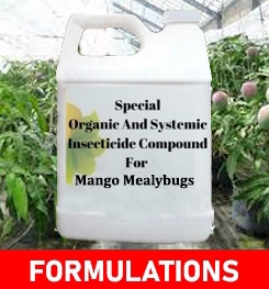 Formulations And Production Process of Organic And Systemic Insecticide Compound For Mango Mealybugs