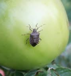 Formulations And Production Process of Organic And Systemic Insecticide Compound For Stink Bugs on Tomato Plants