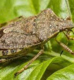 Formulations And Production Process of Organic And Systemic Insecticide Compound For Brown Marmorated Stink Bugs in Hazelnut