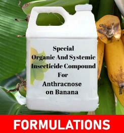 Formulations And Production Process of Organic And Systemic Fungicide Compound For Anthracnose on Banana