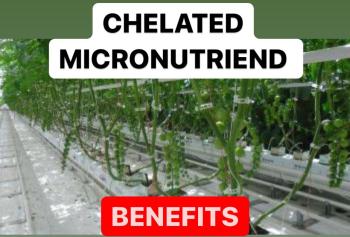 Chelated Micronutrients Properties | Chelated Micronutrients benefits