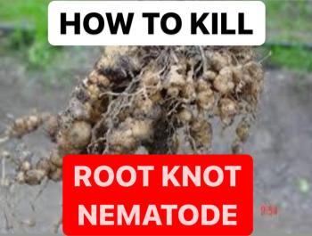 HOW TO KILL ROOT KNOT NEMATODE | FORMULATIONS