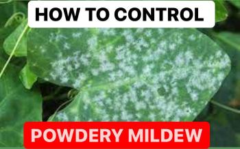 HOW TO CONTROL POWDERY MILDEW | HOW TO GET RID POWDERY MILDEW