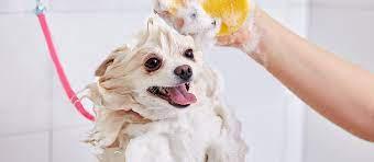 TO MAKE ANTIFUNGAL AND ANTIBACTERIAL SHAMPOO FOR CATS AND DOGS