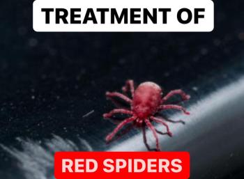 TREATMENT OF RED SPIDERS | CONTROLLING OF RED SPIDERS
