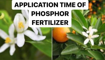 APPLICATION TIME OF PHOSPHOR FERTILIZERS | USES