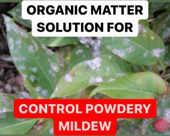 ORGANIC MATTER SOLUTION FOR CONTROL POWDERY MILDEW