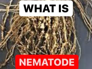 WHAT IS NEMATODE | DEFINITION OF NEMATODE