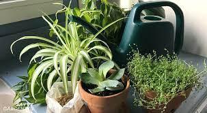 How to make organic fertilizer liquid for foliage houseplants | Ornamental Plants